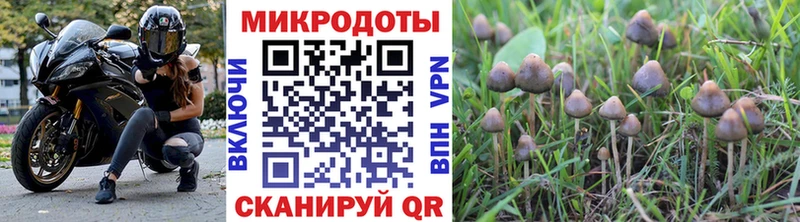 где можно купить наркотик  Черногорск  Псилоцибиновые грибы Magic Shrooms 